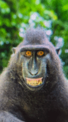 Close-up animal footage captured in London shows primates, zebra