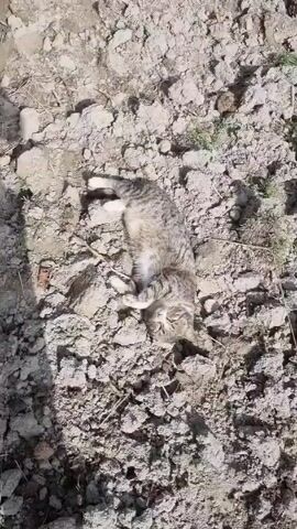 The video shows a gray tabby cat lying on its back on a patch of dry, cracked dirt. A person wearing black pants and dark blue shoes steps into the frame, standing near the cat. The cat appears motionless. The ground is uneven and clumpy, with some small patches of sparse green vegetation. The lighting suggests it's daytime.