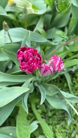 The video shows a close-up, eye-level view of three partially blooming, hot-pink and white tulips, surrounded by green leaves.  The largest, fully-opened tulip sits on the left, while the other two are still in bud, to the right. Some leaves have small drops of water on them. Yellow dandelions and other greenery surround the tulips.