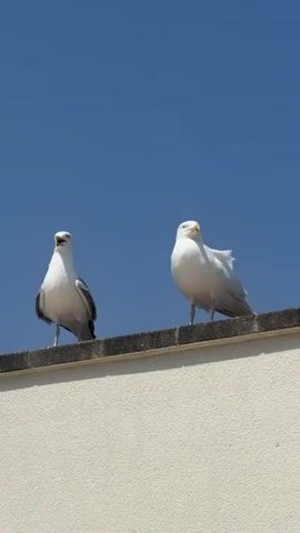 This vertical video shows two seagulls perched on a textured white wall, with a clear blue sky in the background. The seagull on the left is facing forward and appears to be calling out, with its beak open. The seagull on the right is also facing forward, with its beak closed. The lighting suggests it is daytime, likely a sunny day. The wall has a rough, stippled texture and is topped with a darker, rougher surface where the seagulls are standing. The scene is likely outdoors, given the sky and the presence of seagulls.