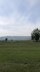 Meadow landscape with prominent tree documented in Beltyrskiy, Russia