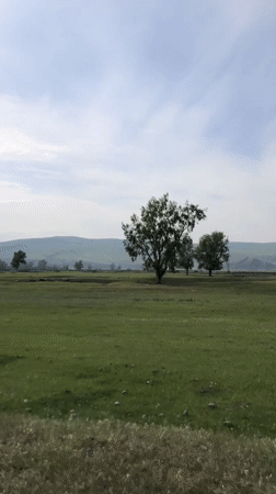 Meadow landscape with prominent tree documented in Beltyrskiy, Russia