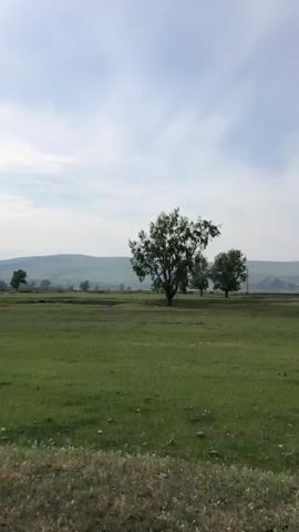 The video begins with a wide shot of a vast, green meadow under a cloudy sky. A lone, large tree stands prominently in the middle right of the frame, with a few smaller trees scattered in the distance towards the left. Rolling hills form the background. The camera pans slightly to the right. The scene then cuts to a closer view of the large tree, revealing its textured bark and full canopy of leaves. The camera then pans back to a wide shot of the meadow and hills, similar to the initial view. The sky remains overcast with scattered clouds, and the landscape appears serene and natural. There are no people visible in the video.