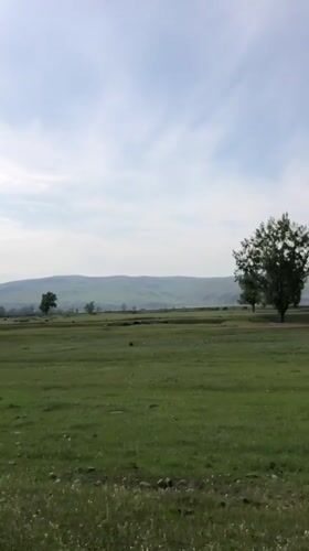 Meadow landscape with prominent tree documented in Beltyrskiy, Russia
