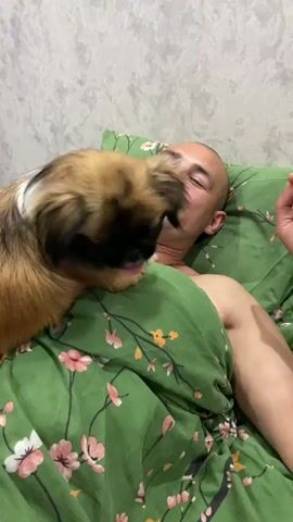 A person is lying on their back in bed, covered by a green blanket with a floral pattern. A small, brown and white dog is on top of the person's chest and head, licking the person's face. The person appears to be awake and is smiling. The background is a textured, light-colored wall.