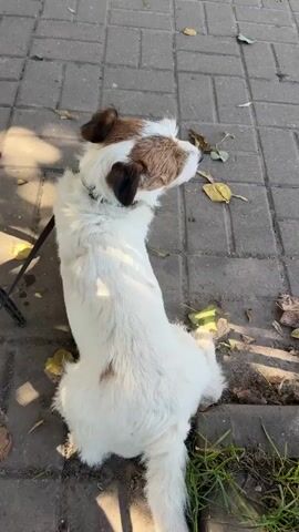 A video shows a white and brown Jack Russell Terrier sitting on a paved walkway. The dog is facing away from the camera, looking to its right. Fallen autumn leaves are scattered on the ground around the dog. A black leash is attached to the dog's collar. A metal chair leg is visible to the left of the dog. The sun casts dappled shadows on the walkway.