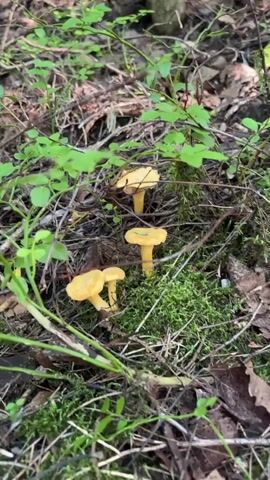 A close-up, low-angle shot captures a cluster of three bright yellow chanterelle mushrooms growing amidst moss, dry leaves, and green foliage on a forest floor. The mushrooms are the focal point, with their distinctive wavy caps and sturdy stems. The surrounding environment is lush and natural, hinting at a damp, wooded area. The camera slowly pans across the mushrooms, allowing for a detailed view of their texture and color. The lighting suggests a natural, diffused light, typical of a forest canopy.