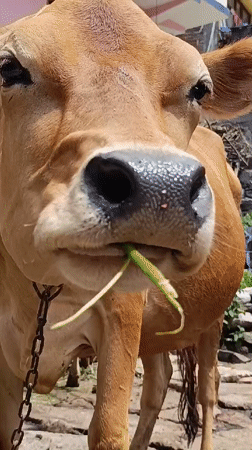 Morning scenes from Vashisht — mountain views and grazing cows