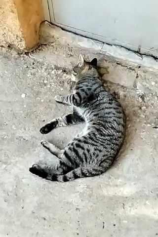 The video shows a gray striped tabby cat lying on a concrete surface near a wall and a closed door. The cat is initially seated, then rolls onto its side, stretching out on the ground. The surface around the cat appears to have some debris and discoloration.