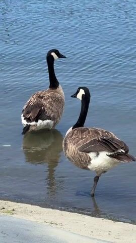 Two Canada geese stand in shallow water near the shore of a lake. The goose on the left is facing left, while the goose on the right is facing right and is slightly closer to the viewer. The water is a deep blue with ripples. In the background, there are some structures and trees. The shore appears to be made of sand and concrete. The video pans slightly to the right as it plays.