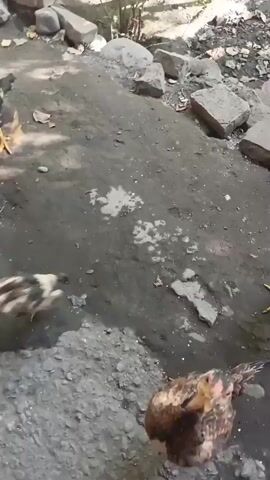 In the video, a person's hand extends into the frame, offering food to a group of chickens. The chickens are brown and white, with some appearing to be juveniles. They are gathered around the hand, pecking at the food. The ground is dirt and rocks, with some water or mud puddles present. The environment appears to be outdoors, possibly in a rural or backyard setting. The chickens exhibit behaviors such as pecking, scratching, and moving their heads rapidly.