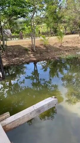The video shows a still body of water, likely a pond or slow-moving stream, with reflections of trees and the sky on its surface. The water appears murky with algae or sediment. A wooden plank extends from the lower left corner into the water. The background features lush green vegetation, including palm trees and other leafy trees, and a dirt path. Several people are visible in the distance, standing near the edge of the water and on the path. There are also some scattered debris in the water, including what appears to be a piece of wood or bamboo. The overall setting suggests a rural or natural environment.