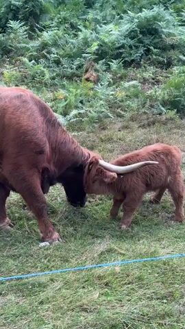The video shows two Highland cows in a grassy area with ferns in the background. The larger cow is on the left, facing away from the camera and towards the smaller calf. The calf is on the right, facing the camera and then turning its head towards the larger cow. Both cows are reddish-brown. The calf has prominent horns that curve outwards and upwards. The larger cow appears to be nuzzling or interacting with the calf. There is a blue wire fence in the foreground.