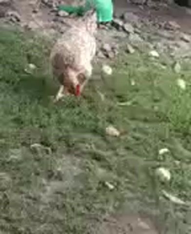 A chicken walks across a grassy area littered with small, light-colored objects. The chicken is light brown and white with a red comb. In the background, there are some rocks and a green object.