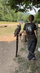 Owl perched on a gloved hand at Muráň, Slovakia