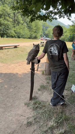 Owl perched on a gloved hand at Muráň, Slovakia