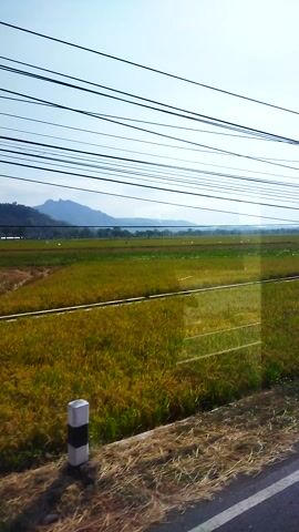 The video is taken from a moving vehicle, likely a car or bus, looking out a window. The perspective is tilted sideways, making it appear as if the scene is horizontal. 

In the foreground, on the right side of the frame, is the edge of a paved road and some dry, yellow grass. A white and black striped road marker is visible. 

To the left of the road is a vast field of green and yellow crops, likely rice paddies. The field stretches into the distance and is bordered by a line of trees or bushes. In the far distance, a range of hazy, blue mountains can be seen under a pale blue sky with some clouds. 

Dominating the left side of the frame are numerous parallel black wires, stretching horizontally across the sky. These appear to be power lines or telephone wires. 

The overall impression is a rural landscape viewed during daylight. There are no people or animals visible in the frame. The movement of the vehicle is suggested by the slight blur and the consistent view of the landscape.