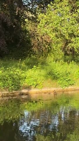 A flock of ducklings swims in a calm body of water near the shore. Lush green vegetation and trees line the bank of the water. Sunlight filters through the trees, casting dappled shadows on the scene. One adult duck takes flight from the water's edge.
