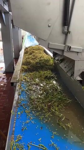 A close-up, downward-angled shot shows a conveyor belt filled with green grape stems and leaves. The belt is wet and appears to be moving. Some of the grape material is clustered in a pile towards the top of the frame, with a scattered trail of stems and leaves trailing down the belt. The conveyor belt is blue and is situated within a larger industrial setting with metallic machinery visible in the background. The overall environment suggests a food processing or agricultural facility.