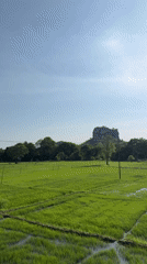 Daytime rice paddy views captured near Sigiriya rock formation