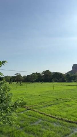 The video shows a daytime scene of a vibrant green rice paddy field. In the background, there is a large rock formation, possibly a hill or small mountain. The sky is blue with scattered white clouds, and the sun is visible and very bright. The rice paddy is divided into sections with small water-filled channels. There are trees surrounding the field, and some wooden stakes are visible within it. The overall environment appears to be rural and peaceful.