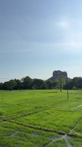 Daytime rice paddy views captured near Sigiriya rock formation