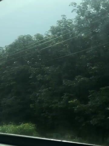 The video shows a view from inside a vehicle looking out a window. Outside the window is a dense line of dark green trees. Several power lines run horizontally across the upper portion of the frame, suspended by utility poles. One tall, gray utility pole is visible in the center of the frame, extending from the bottom to the top. The sky appears overcast and hazy, with a light blue-gray color. The foreground shows the bottom edge of the vehicle's window frame and a strip of green grass along the side of the road. The overall impression is a drive along a tree-lined road, possibly on a cloudy day.