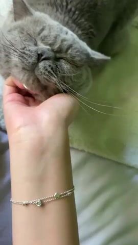 The media file shows a close-up of a person's hand gently petting the face of a gray British Shorthair cat. The cat's eyes are closed, and it appears to be relaxed and content. The scene is likely indoors, with a soft, textured blanket visible in the background, suggesting a comfortable setting like a bed or couch. The lighting is soft, indicating it could be daytime or a well-lit indoor space. The person's hand, adorned with a delicate silver bracelet featuring small heart and gem charms, is positioned under the cat's chin, providing a clear view of the interaction. The focus is on the affectionate gesture between the human and the animal, highlighting a moment of peace and connection. No visible text is present in the media file. The location context of Bata, Bulgaria, does not provide any specific visual cues within the media itself.