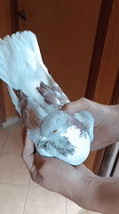 Pigeons in a backyard shed, one held up close