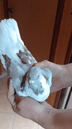 Pigeons in a backyard shed, one held up close