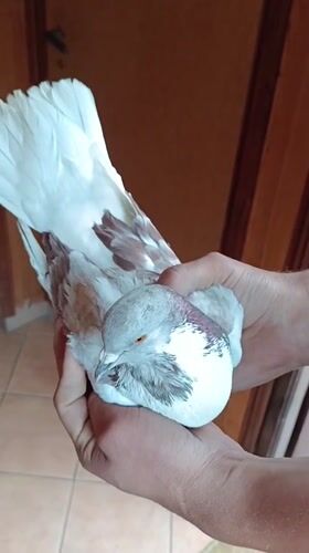 Pigeons in a backyard shed, one held up close