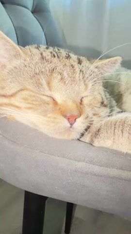 This close-up video captures a tabby cat peacefully sleeping on a gray upholstered surface, likely a chair or sofa. The cat's eyes are closed, and its head is resting on its paw, with its body mostly out of frame. The cat has typical tabby markings with stripes and swirls of brown and gray fur. Its pink nose is visible, and its whiskers extend outwards. The background suggests an indoor setting with soft lighting, possibly from a window with sheer curtains, indicating daytime. The overall mood is one of tranquility and relaxation, showcasing the cat's deep slumber. There is no visible text in the video. The location context of Tashtagol, Russia, does not provide any specific visual cues within the frame itself.