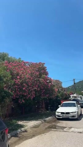 This is a vertical, eye-level, outdoor video shot on a sunny day. The scene shows a street with cars parked on the right side and a flowering tree on the left. A white BMW sedan is parked in the foreground on the right. Behind it, a gray sedan and a white van are also visible. The street appears to be paved and somewhat wet in the foreground. A lush tree with vibrant pink flowers is on the left side of the frame, casting a shadow. In the background, there are buildings and a mountain under a clear blue sky.