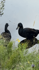 Ducks and a bald eagle share a quiet Tacoma waterway
