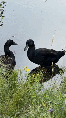 Ducks and a bald eagle share a quiet Tacoma waterway