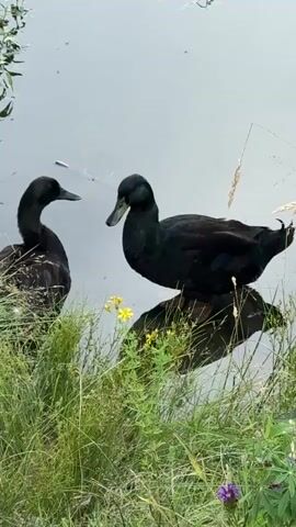 Two black ducks stand near the edge of a body of water. The duck on the left is facing to the left, with its head slightly lowered. The duck on the right is facing to the left, with its head raised and looking at the other duck. Both ducks have dark feathers and green iridescent patches on their heads. They are surrounded by green grass and some small yellow flowers. The water is calm and reflects the ducks and surrounding vegetation. There are a few small insects visible on the surface of the water. The lighting suggests it is daytime.