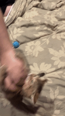 Kitten plays with human on bed in Riga