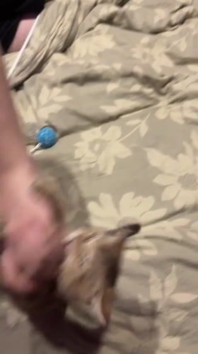 Kitten plays with human on bed in Riga