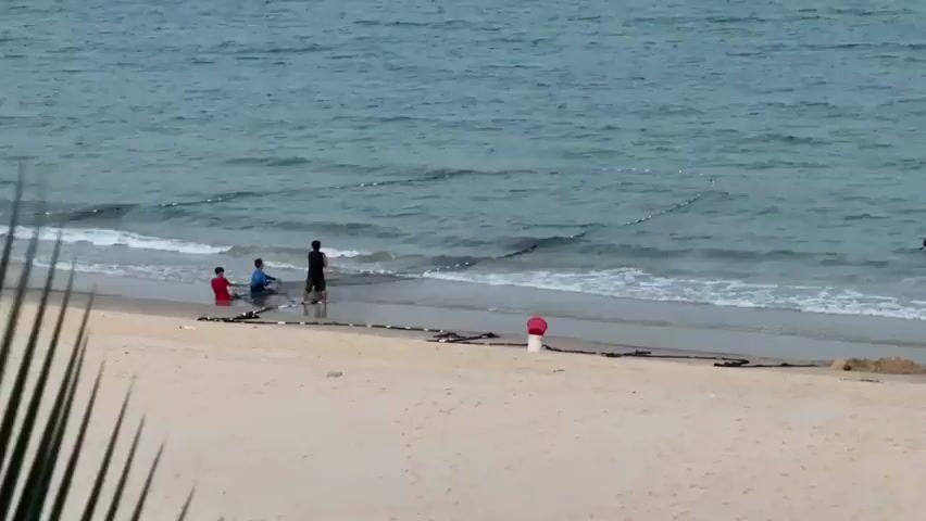 The video shows a beach with a body of water. Several people are present. Three individuals are in the shallow water near the shore, pulling a large fishing net. One person in a dark shirt is at the forefront of the net, appearing to guide it. Two individuals in red and blue shirts are behind the person in the dark shirt, also pulling the net. The net itself is wide and appears to have buoys or floats attached to it, creating a line across the water. Further down the beach, another individual, wearing an orange life vest, is walking away from the water towards the sand. To the right of the frame, in the water, another person is visible. On the sandy beach, a red and white buoy is positioned near the water's edge, connected to a line that extends along the shore. The water is calm with gentle waves. The sky appears overcast. Palm fronds are visible in the foreground, partially obscuring the view.