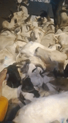 Cattle transported by truck in Minna, Nigeria