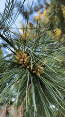 Pine cones documented on tree branches in Zavolzhye, Russia