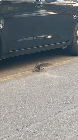Squirrel spotted darting through Milan park on summer morning