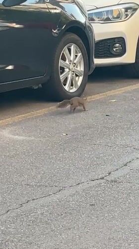 Squirrel spotted darting through Milan park on summer morning