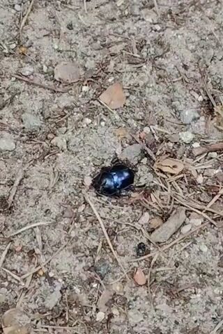 A close-up shot of a shiny blue-black beetle on the ground. The beetle appears to be struggling or trying to right itself, as it shifts its position multiple times within the frame. The ground is composed of dirt, small pebbles, and dry leaves, suggesting an outdoor environment.