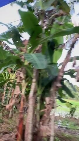 The video shows a view from a moving vehicle, likely a car or bus, showcasing a rural landscape. Lush greenery, including banana and palm trees, lines the roadside. Beyond the vegetation, a serene paddy field extends into the distance, reflecting the sky above. The sky is filled with a blend of light blue, white, and pale pink clouds, suggesting either sunrise or sunset. A full moon is visible in the sky. Power lines run across the top of the frame.