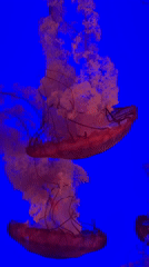 Afternoon tour through Ripley's Aquarium exhibits in Toronto