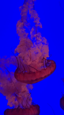 Afternoon tour through Ripley's Aquarium exhibits in Toronto