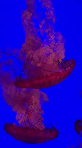 Afternoon tour through Ripley's Aquarium exhibits in Toronto