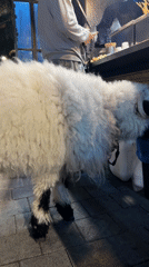 Person walks unusual white animal through Seoul streets