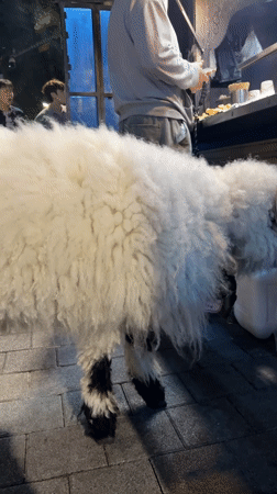 Person walks unusual white animal through Seoul streets